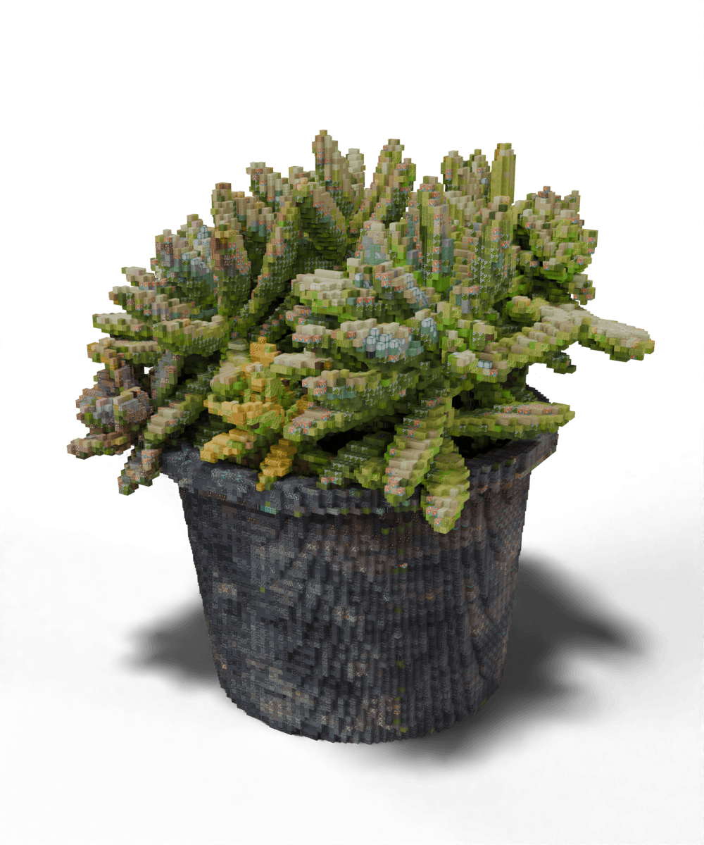 succulent
